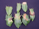 ۗޔQE11