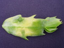 ۗޔQE9