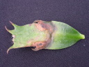 ۗޔQE5