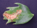 ۗޔQE6