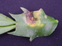 ۗޔQE7