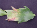 ۗޔQE8