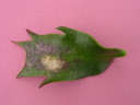ۗޔQE1