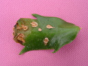ۗޔQE4