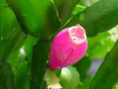 nʎ 2