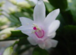 i햼Ev`zCg̉