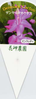 i햼EsNfB[