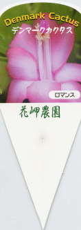 i햼E}X