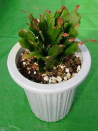 6寸鉢に植え変えた物