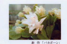 uchida-002